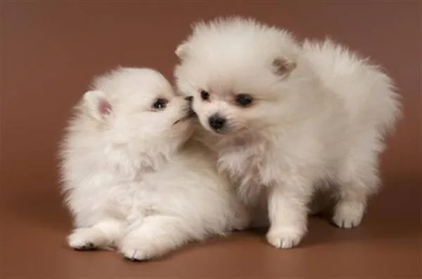 Two Awesome T-Cup Pomeranian Puppies