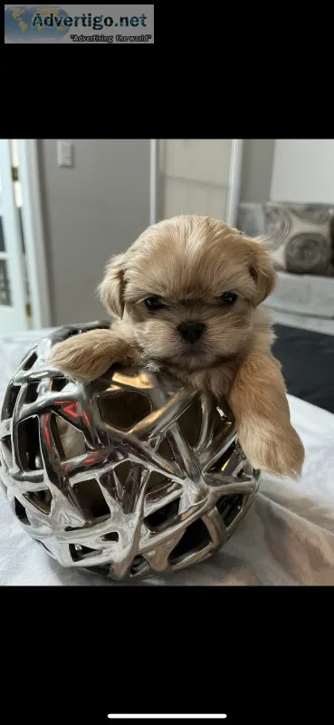 Shih Tzu Puppies