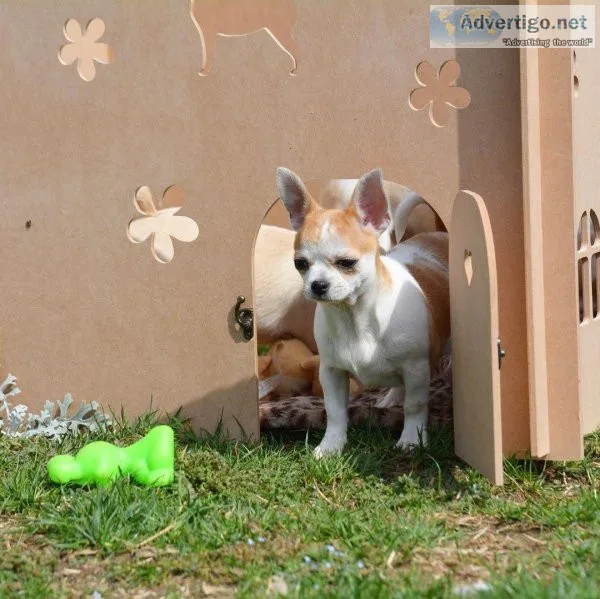 Home Puppies for sale