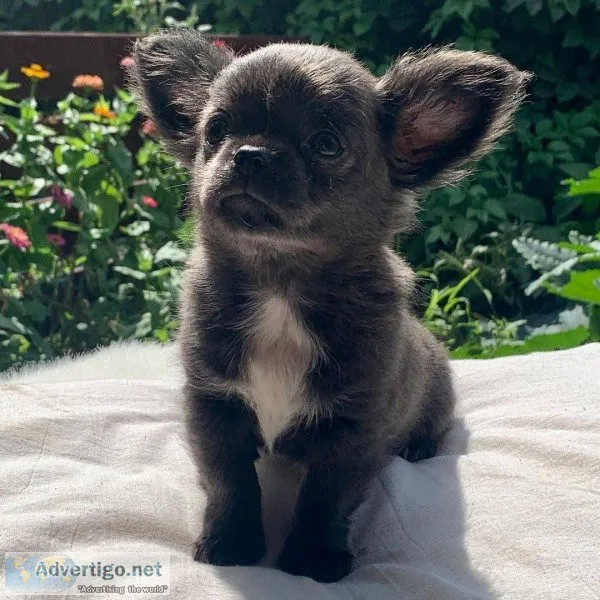 Adorable Puppies from champion bloodlines