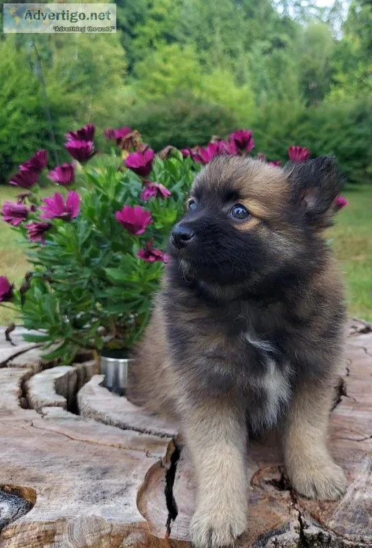 Pomeranian Puppy