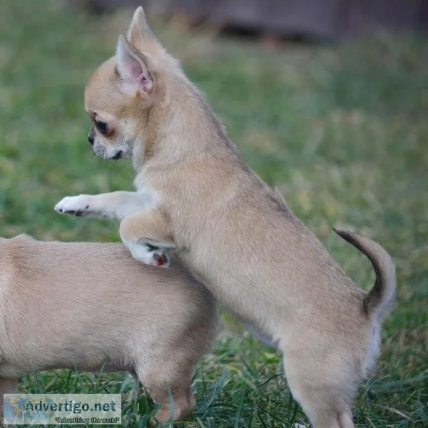 New York Puppies
