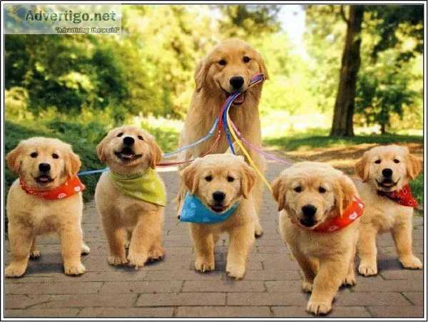 Golden retriever puppies Friendly