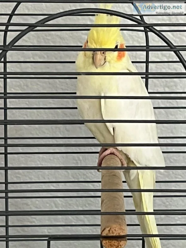 One year MaleLutino Cockatiel