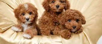 AKC Standard Poodle Pups