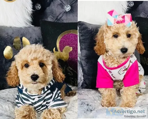 Maltipoo