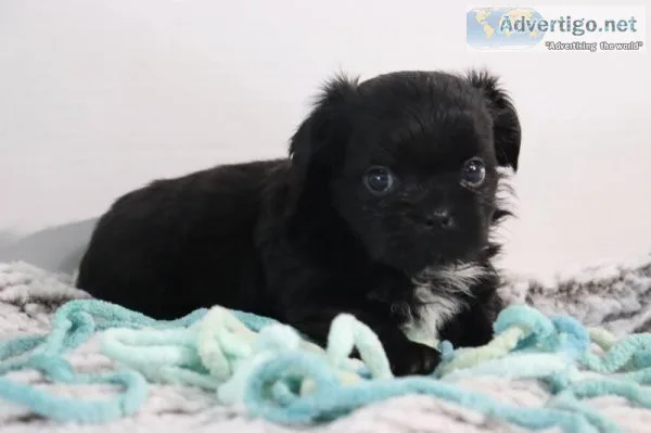 Latte male Shihpoo