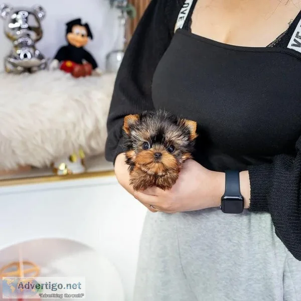 Adorable teacup