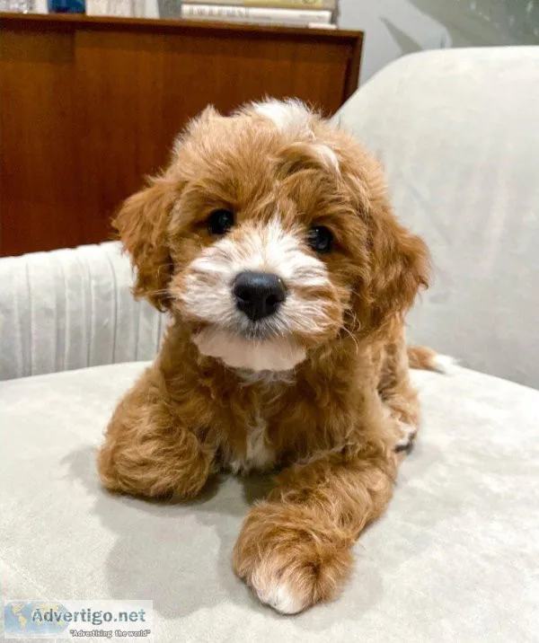 Angelic Cavapoo Puppies Available