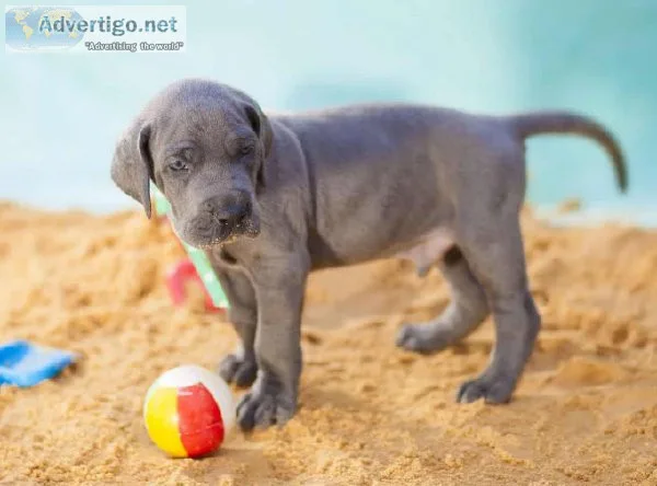 AKC Great Dane Puppies