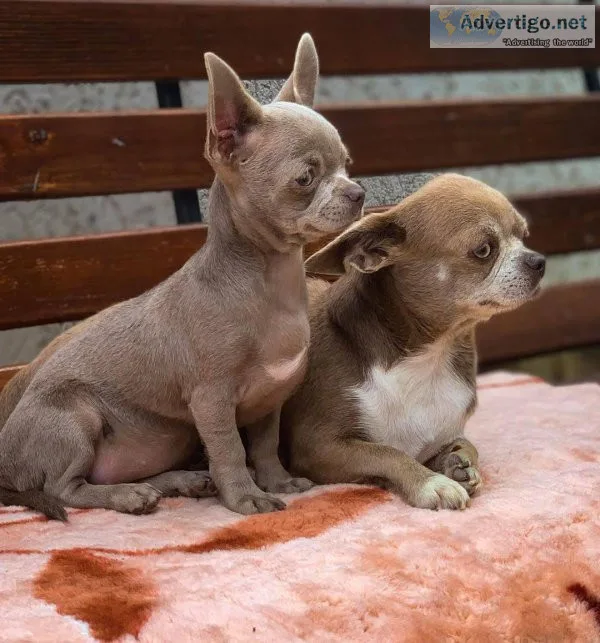 Gorgeous chihuahua puppies available