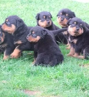 AKC Rottweiler Puppies