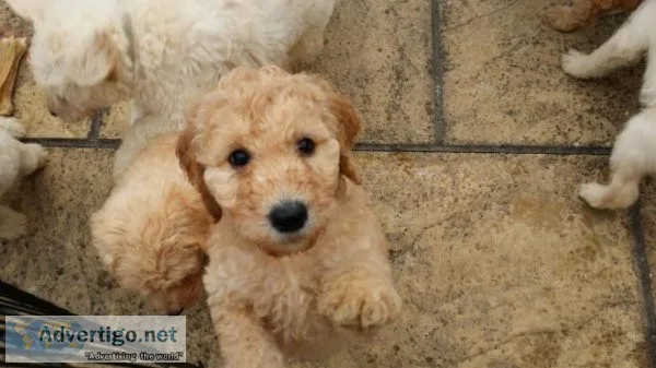 Labardoodle puppies