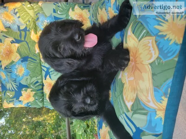 2 female Labradoodles