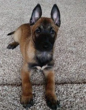 Belgian Malinios pups