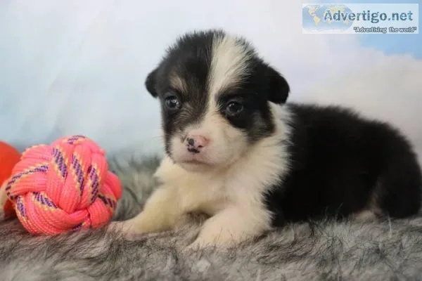 Minnie Female Pembroke Welsh Corgi
