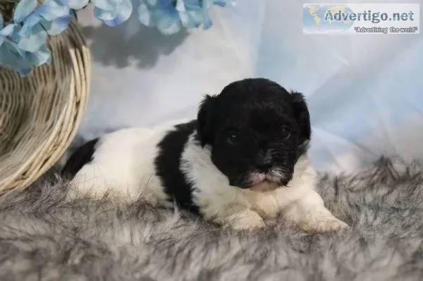 Levi male Shihpoo