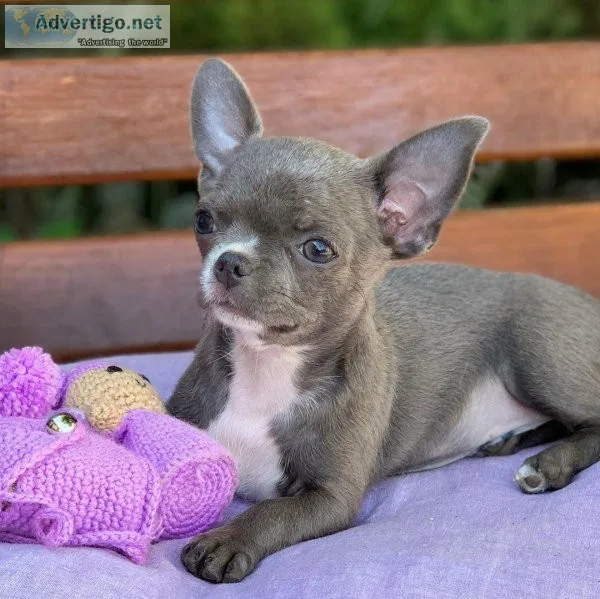 Cute chihuahua Puppies for Adoption