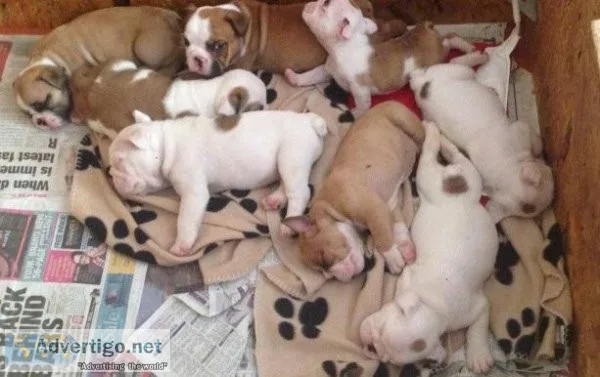 English Bulldog Puppies