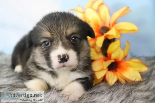 Genie male Pembroke Welsh Corgi 