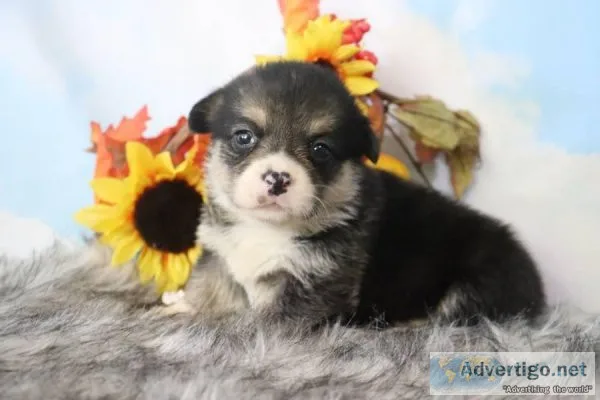 Jasmine Female Pembroke Welsh Corgi