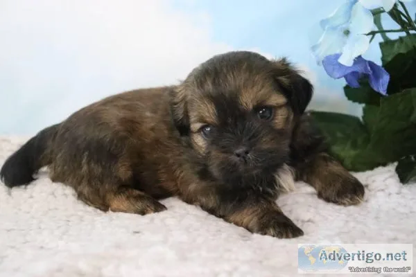 Americano male Shihpoo
