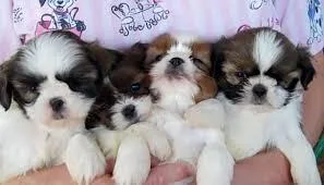 three shih tzu puppies for sale