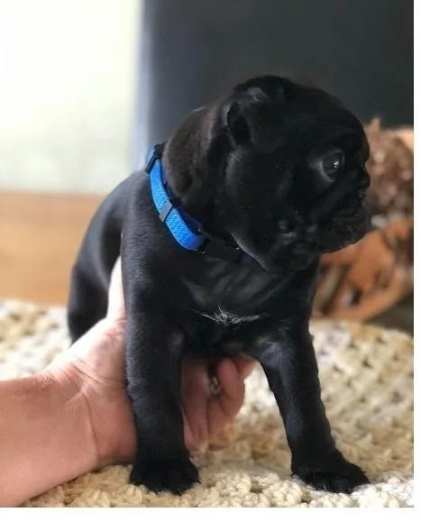 Gorgeous Black Pug Puppies