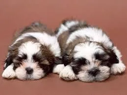 Gorgeous Male and Female shih tzu puppies for a good home