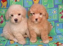 AKC Standard Poodle Puppies