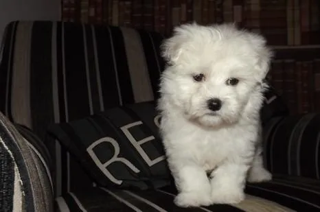 Maltesse puppies 2 boy and girl