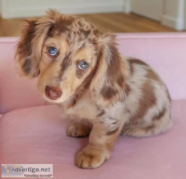 Dachshund   Puppies