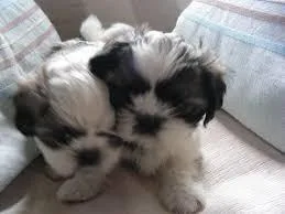 Adorable shih tzu Puppies for Adoption