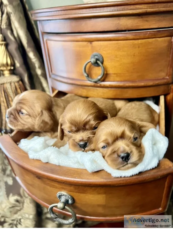 AKC Cavalier King Charles Spaniels