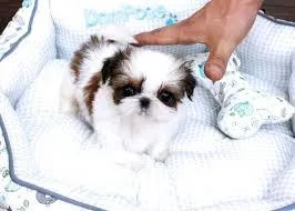 Beautiful CKC Shih Tzu