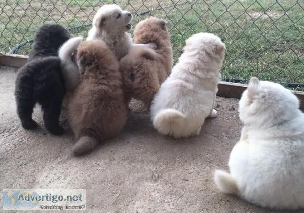 Chow Chow puppies
