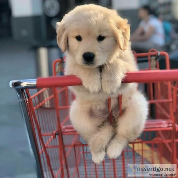 Golden Retriever