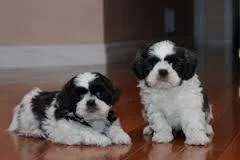 Adorable male and female shih tzu puppies for free adoption