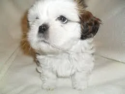 Litter of shih-tzu puppies spectacular