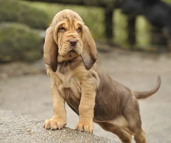 AKC Reg Bloodhound puppies