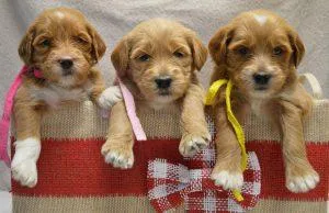 Reputable Goldendoodle Breeders