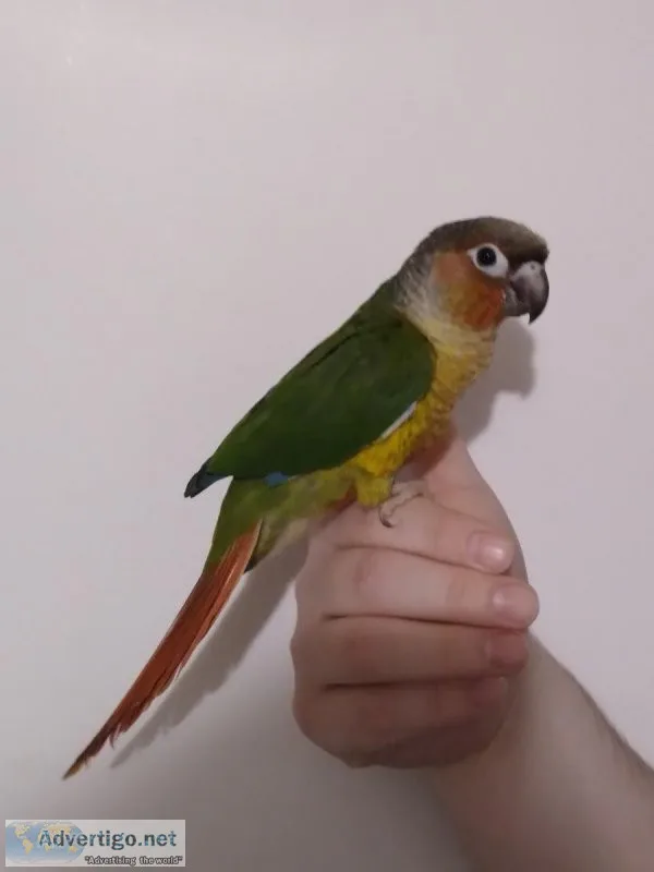 Conure -High Red ( Yellowsided Green Cheek Baby