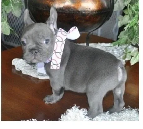 Lovely French Bulldog Puppies