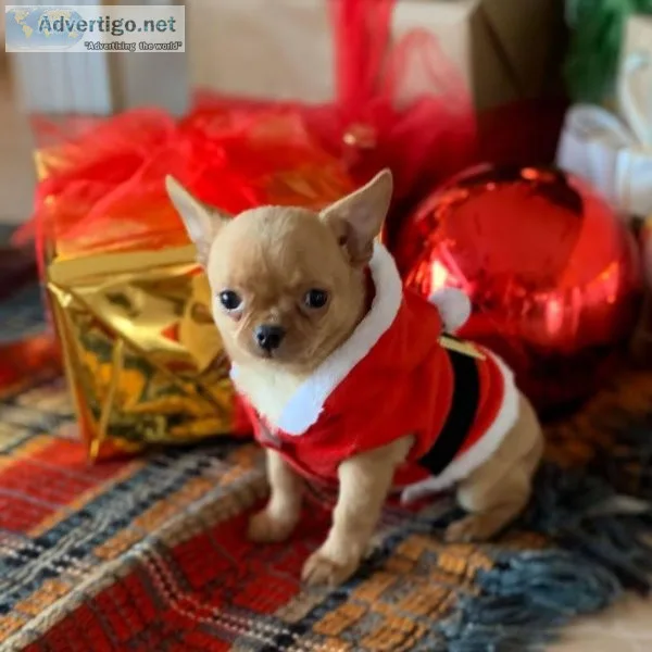 Beautiful puppies from top lineage(202)978-8737