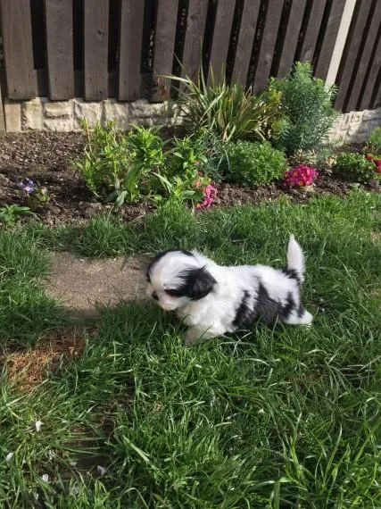 Wonderful Shih Tzu puppies available