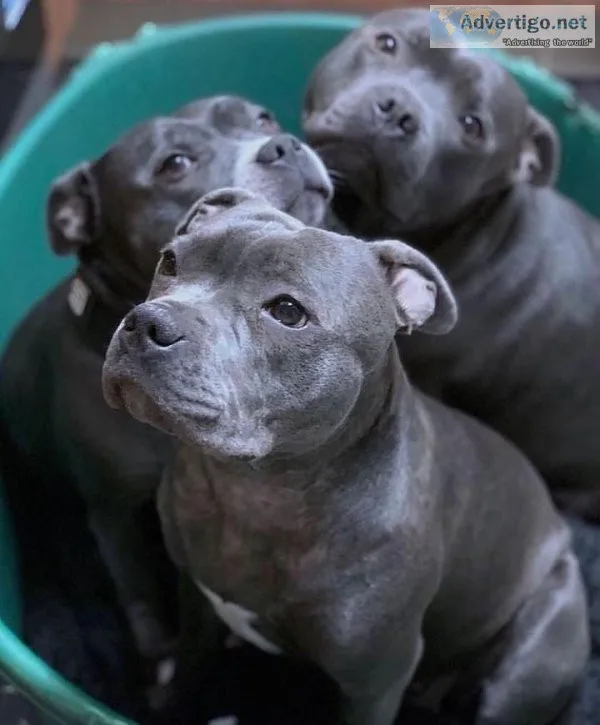Beautiful pitbull puppies available for adoption text (321) 300-