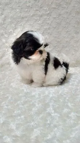 Cute Trained Shih Tzu puppy available