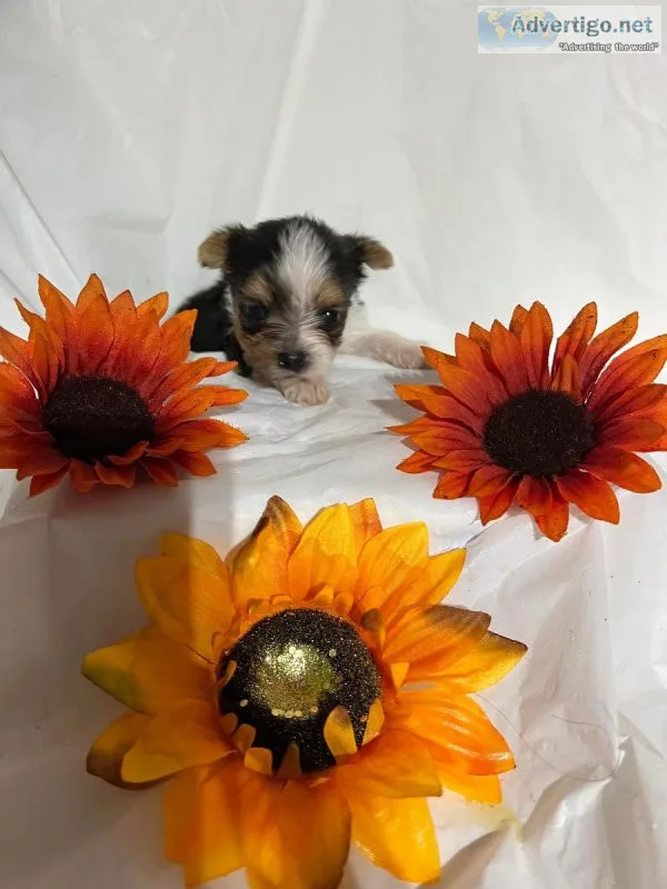 Yorkie Puppies