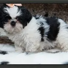 well train shih tzu puppies for sale