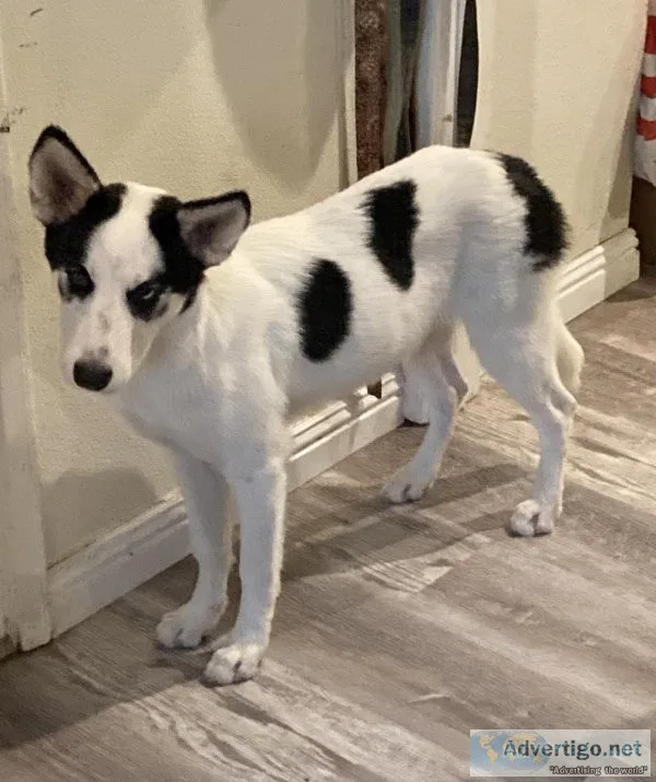 Husky